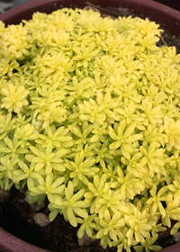 Sedum hispanicum 'Aureum'